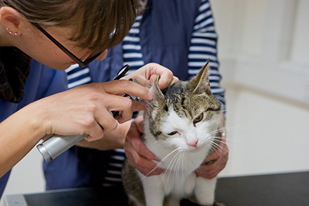 vet checking cats ear