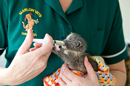 vet nurse feeding kitten